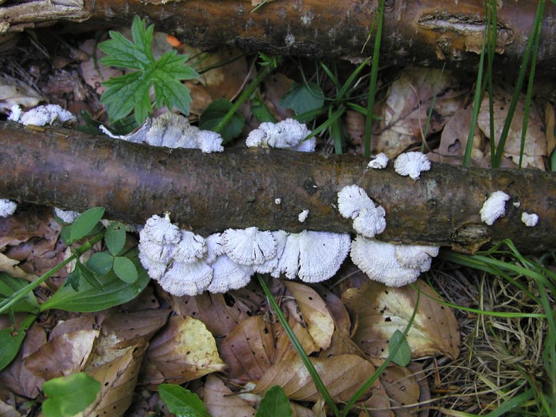 Schizophyllum commune